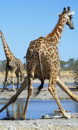 Etosha National Park
